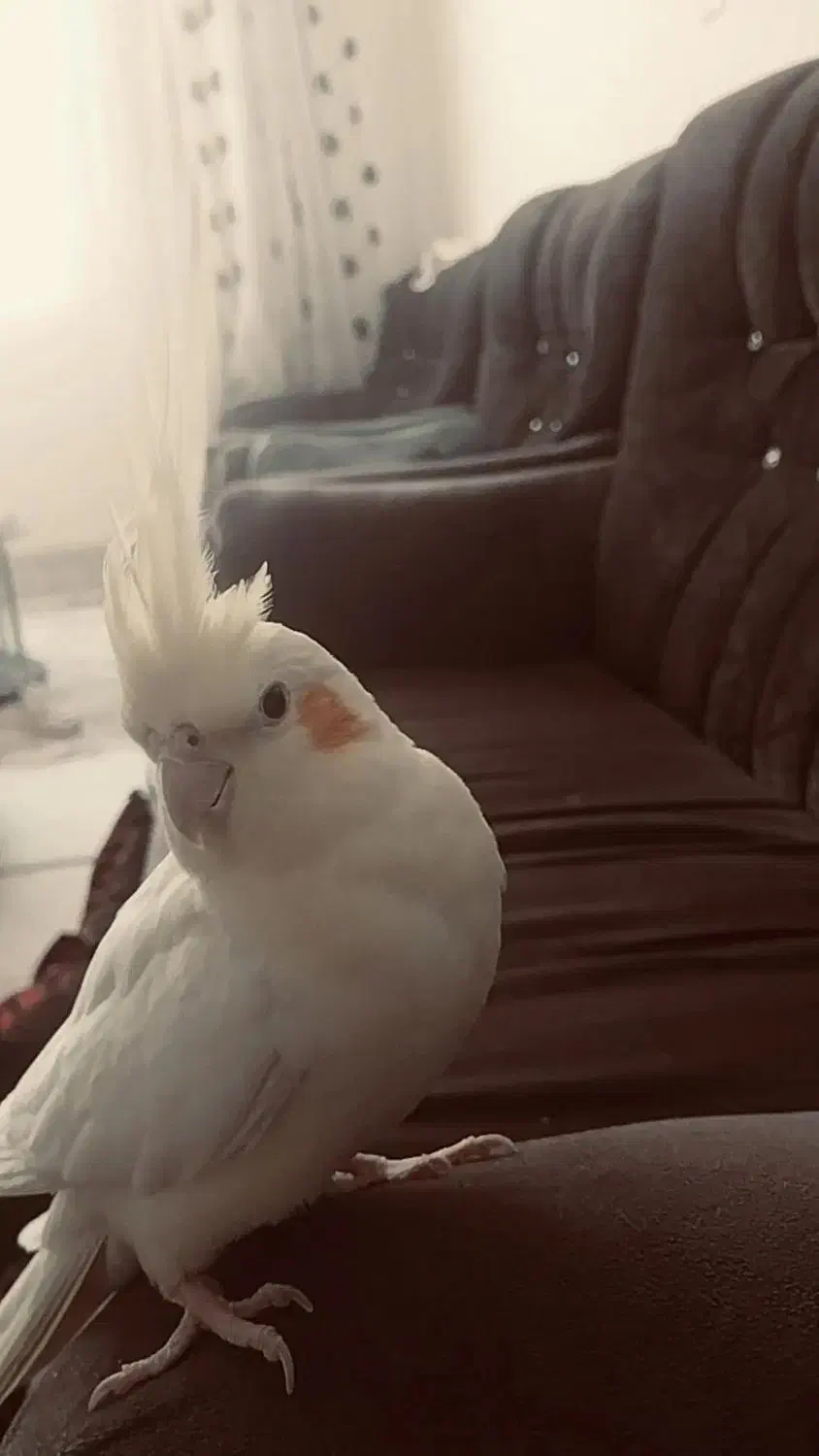 عروس هلندی نر و ماده|پرنده|خمین, |دیوار