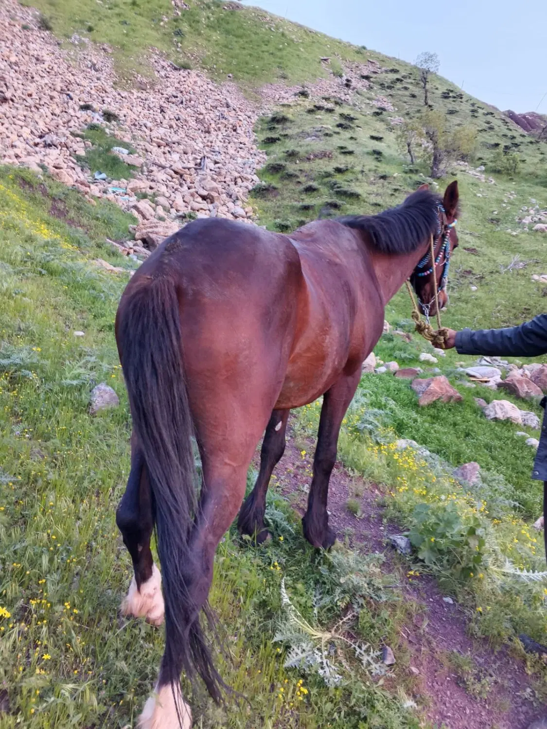اسب|اسب و تجهیزات اسب‌سواری|آرمرده, |دیوار