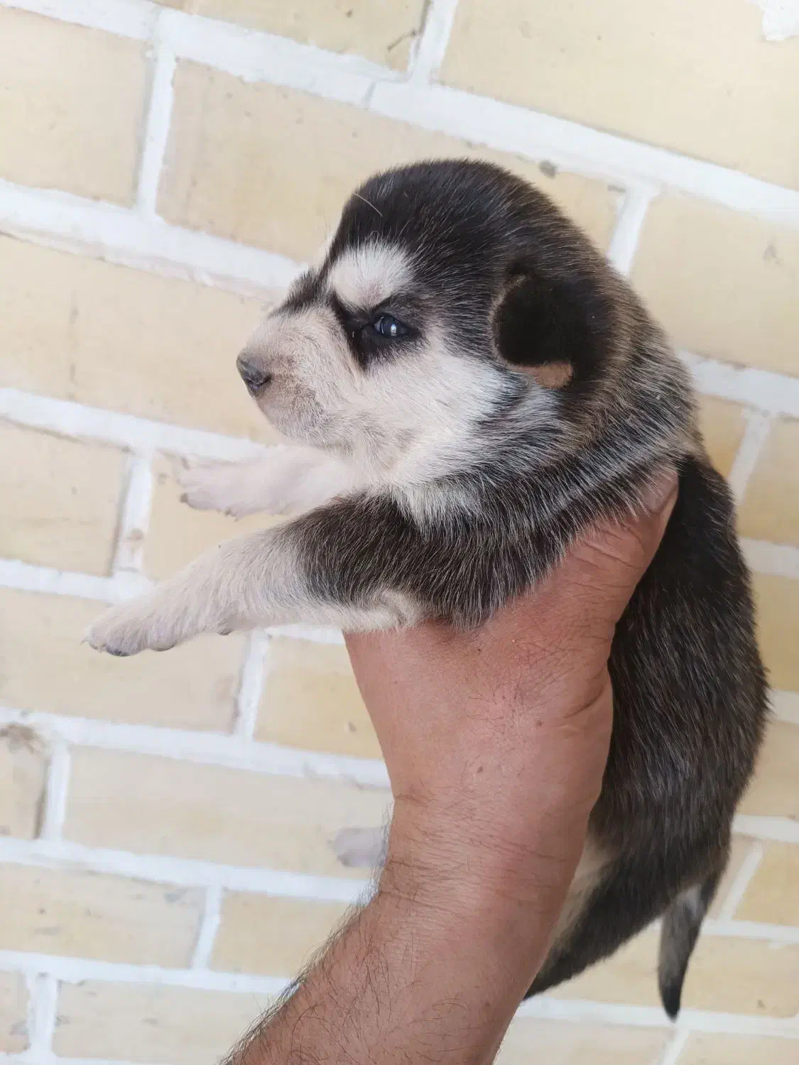 توله هاسکی عالی اماده برای آزمایشدادن|سگ|اردکان, |دیوار