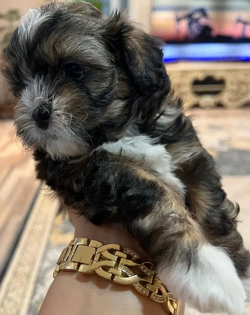 شیتزواصل صورت فلت نروماده|سگ|اردبیل, |دیوار