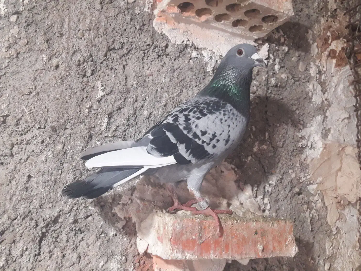 پلاکی طوقی|پرنده|مسجد سلیمان, |دیوار