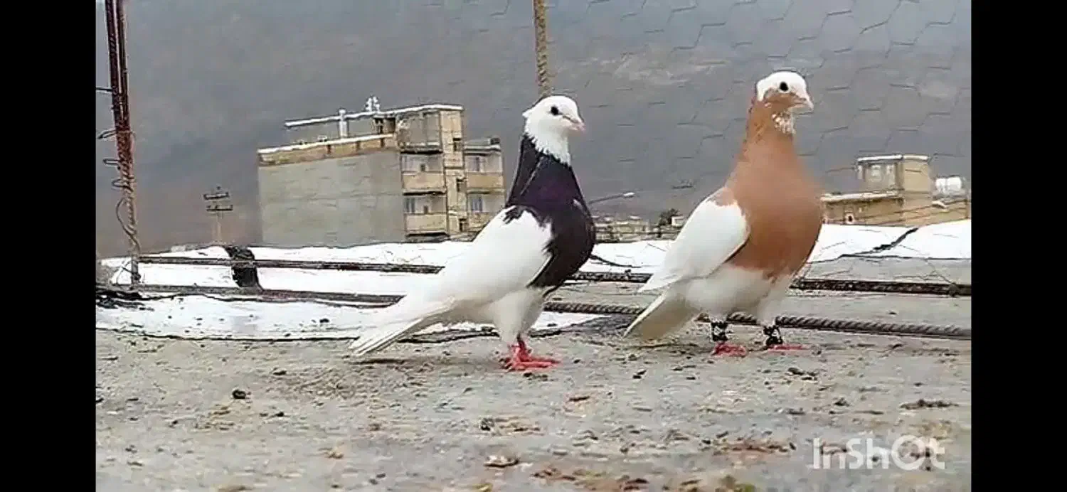 طوقی|پرنده|بختگان, |دیوار