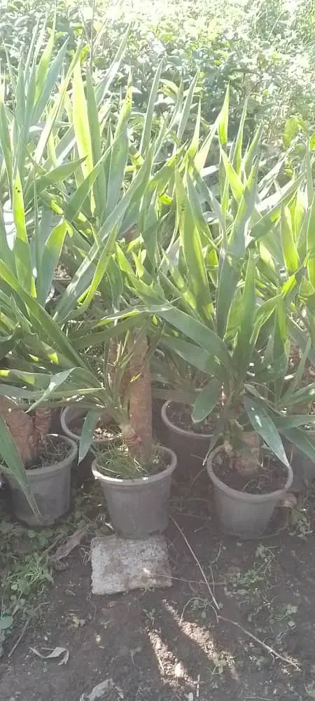 یوکا بنسای|گل و گیاه طبیعی|لاهیجان, آهندان|دیوار