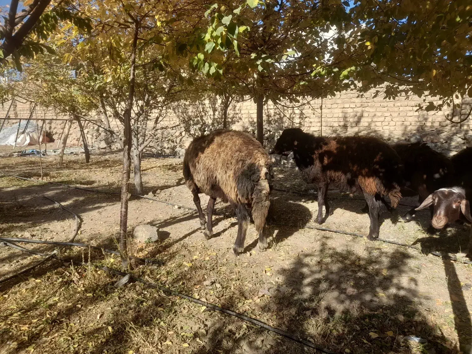 ۵عدد قوچ دودندان روزگاری درج یک|حیوانات مزرعه|فریدونشهر, |دیوار