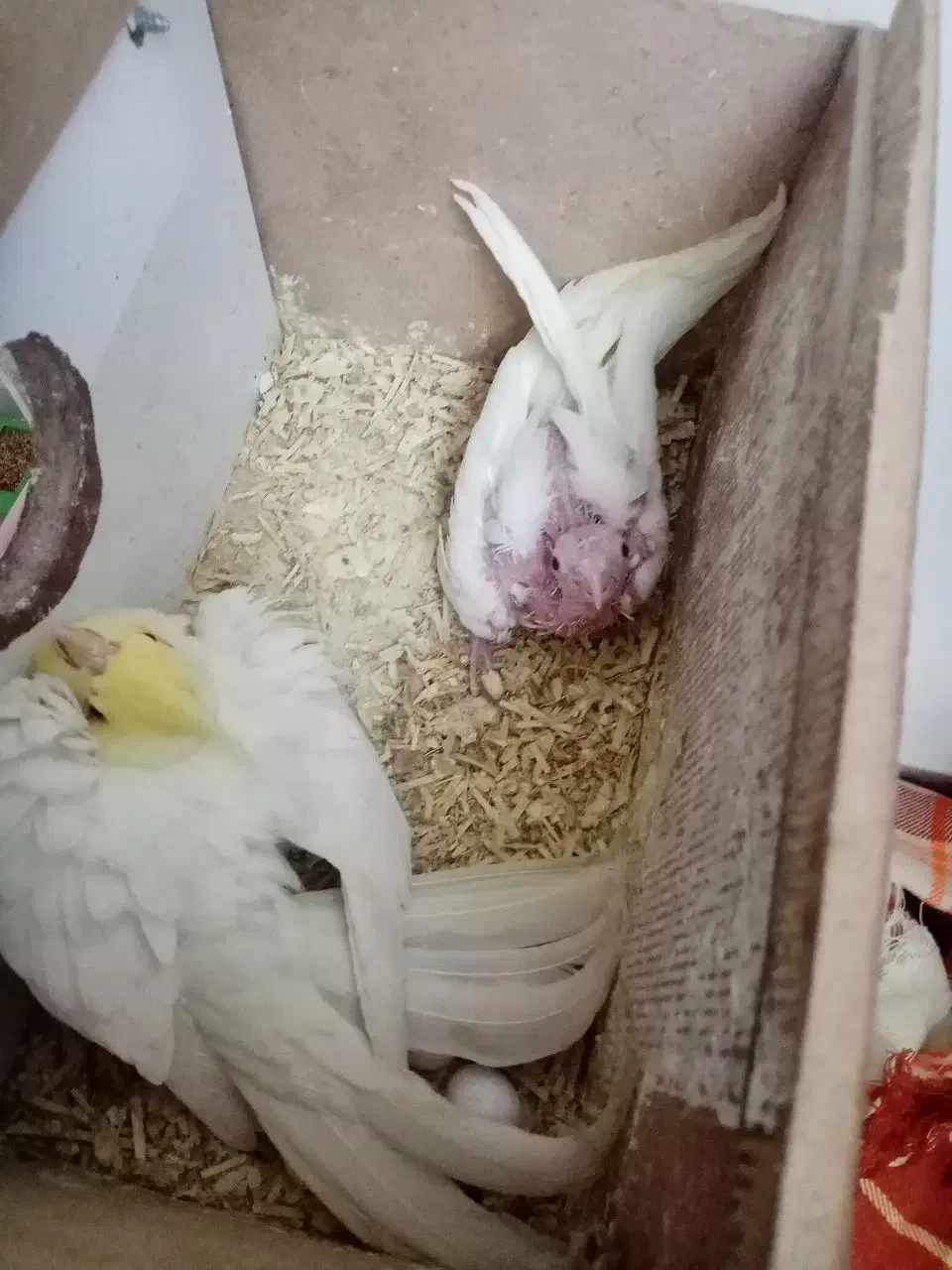 عروس هلندی با قفس|پرنده|سهند, |دیوار