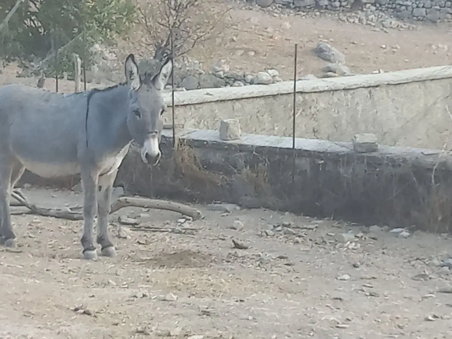 25.000.000|حیوانات مزرعه|لوداب, |دیوار