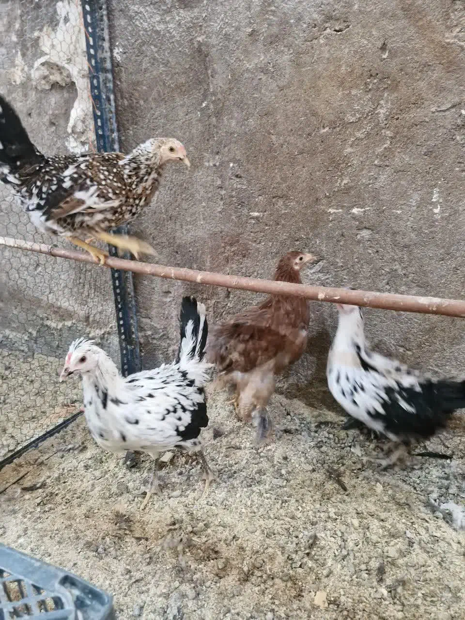 نیمچه و مولد های ویژه|حیوانات مزرعه|قم, بوستان جوان|دیوار