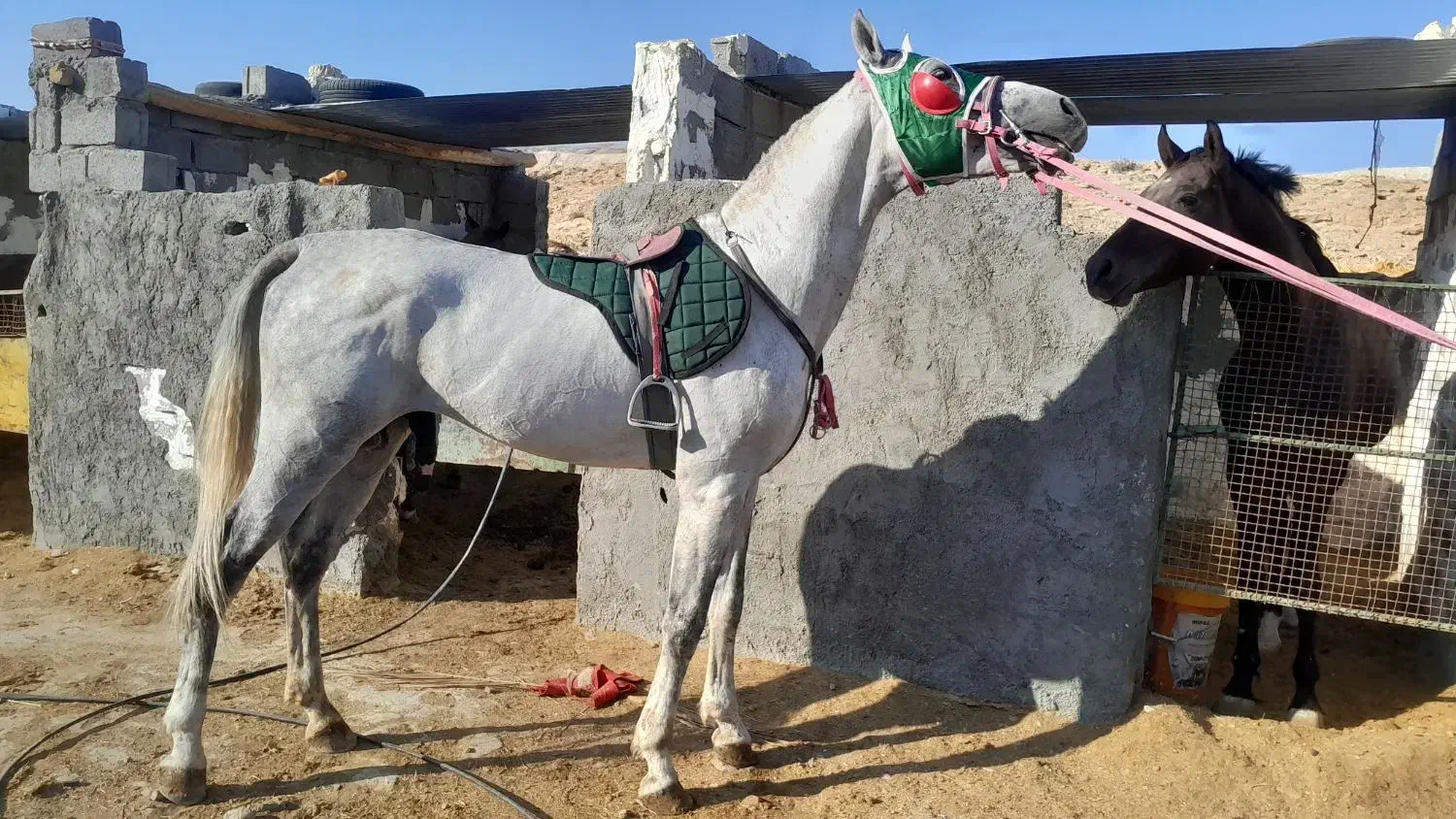 نریون درشت همه قیمت همه نژاد|اسب و تجهیزات اسبسواری|لار, |دیوار