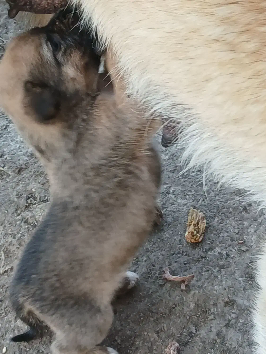 واگذاری توله سگ|سگ|آستانه اشرفیه, |دیوار