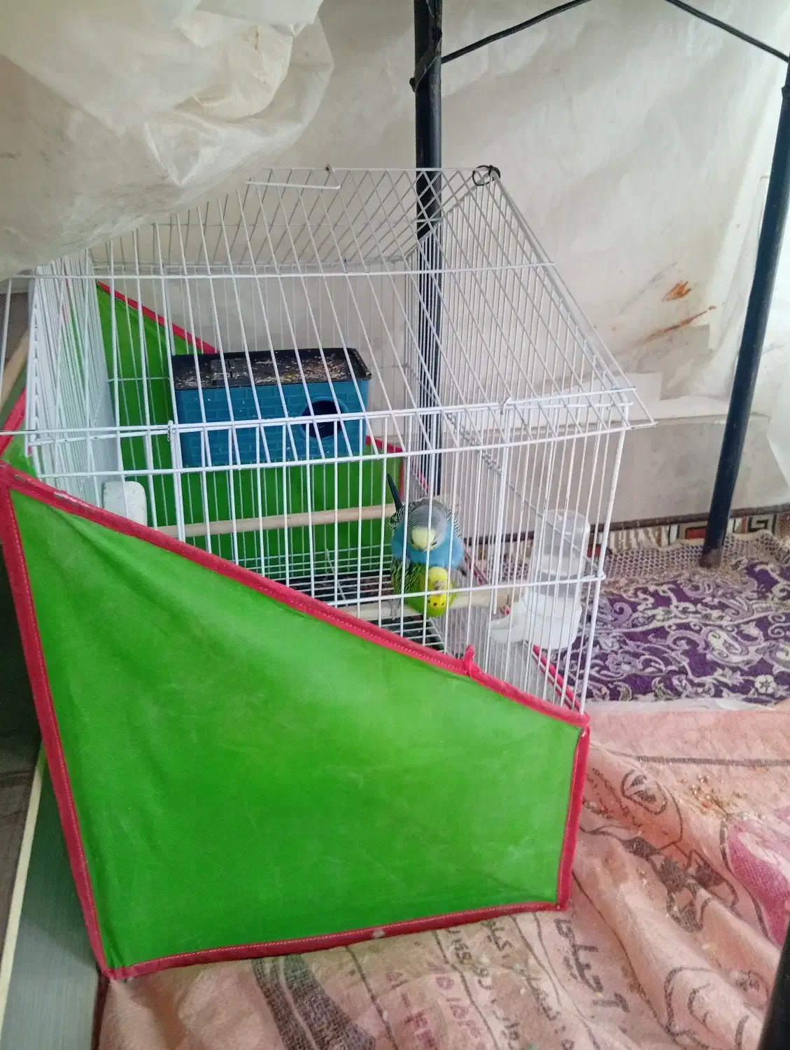 یک جفت مرغ عشق مولد تخم گزارش سالم|پرنده|اسفراین, |دیوار