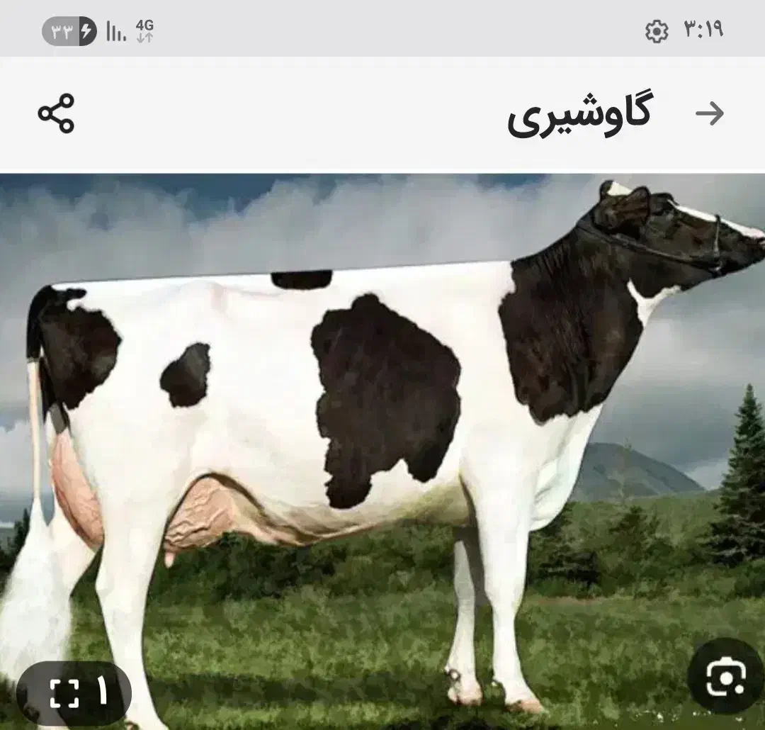 گاوشیری|حیوانات مزرعه|طاغنکوه, |دیوار