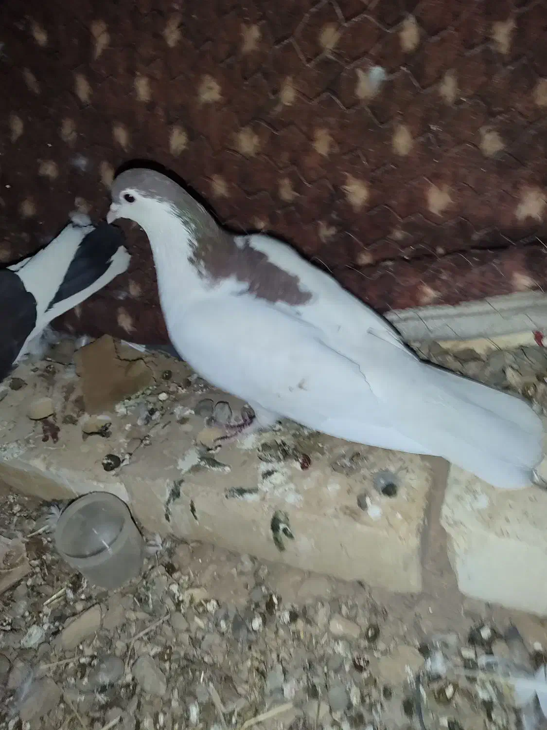 کبوتر خوش رنگ سرحال|پرنده|ماهنشان, |دیوار