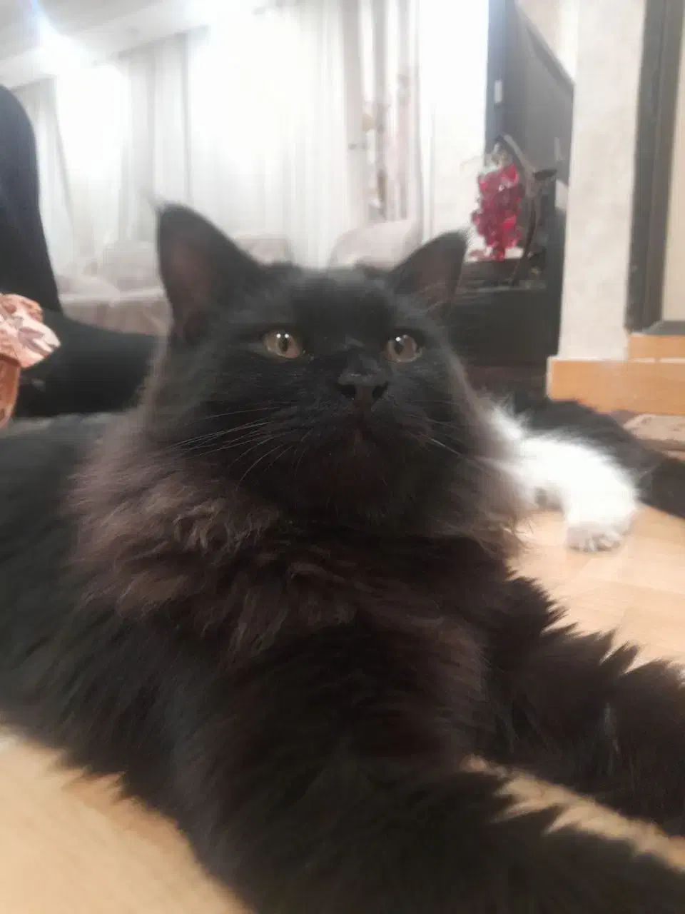 پرشین ۶ ماهه|گربه|میاندوآب, |دیوار