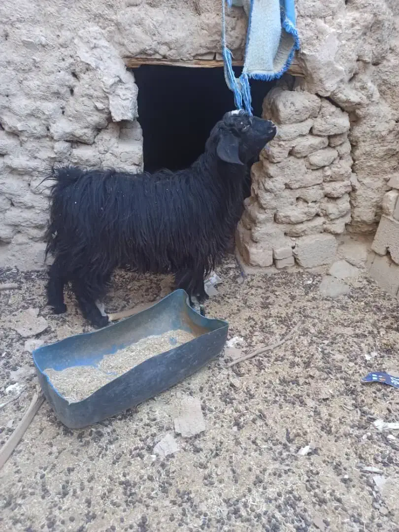 گوسفند چاق وچله|حیوانات مزرعه|سراوان, |دیوار