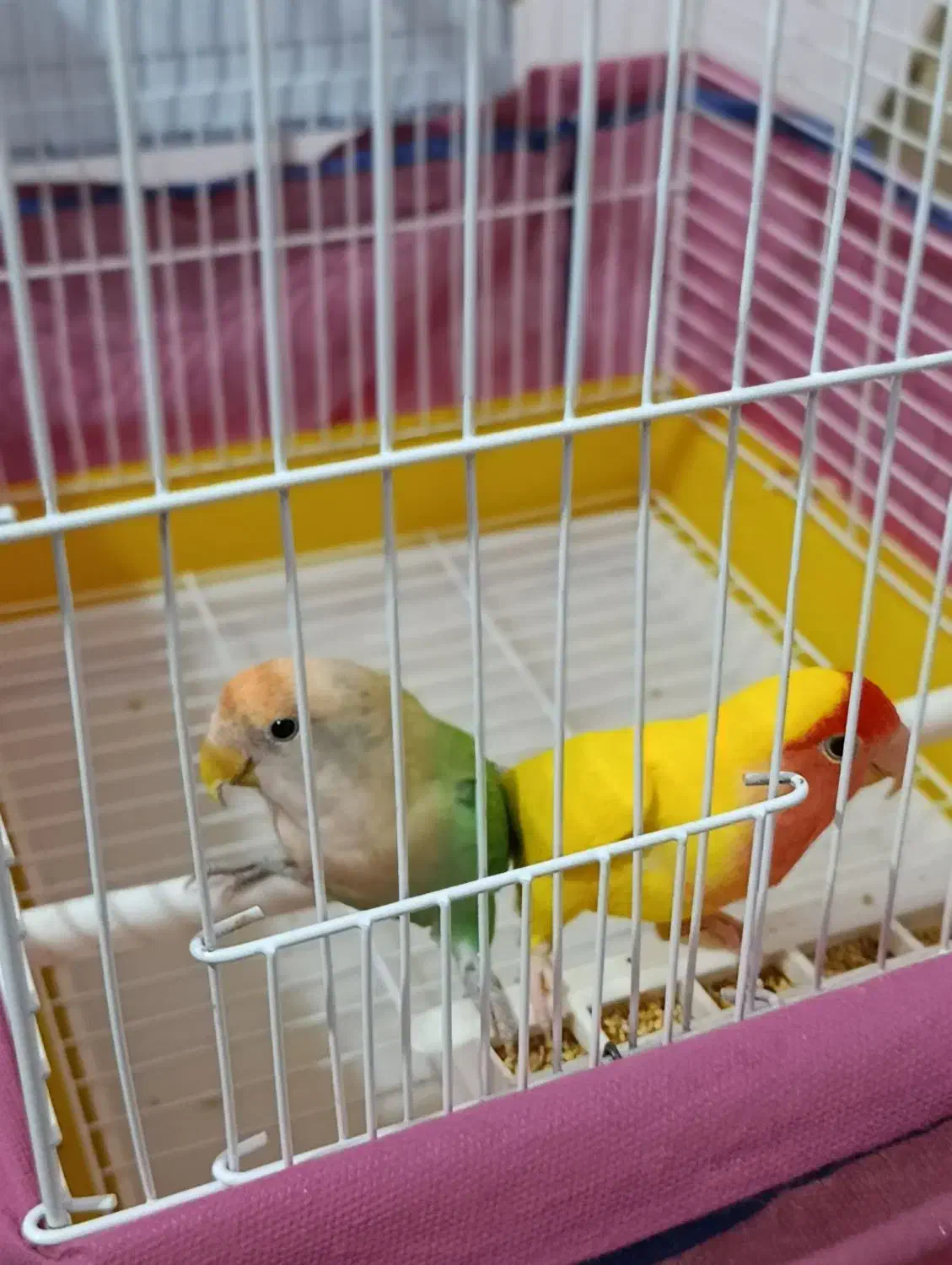 کوتوله برزیلی|پرنده|زنجان, |دیوار