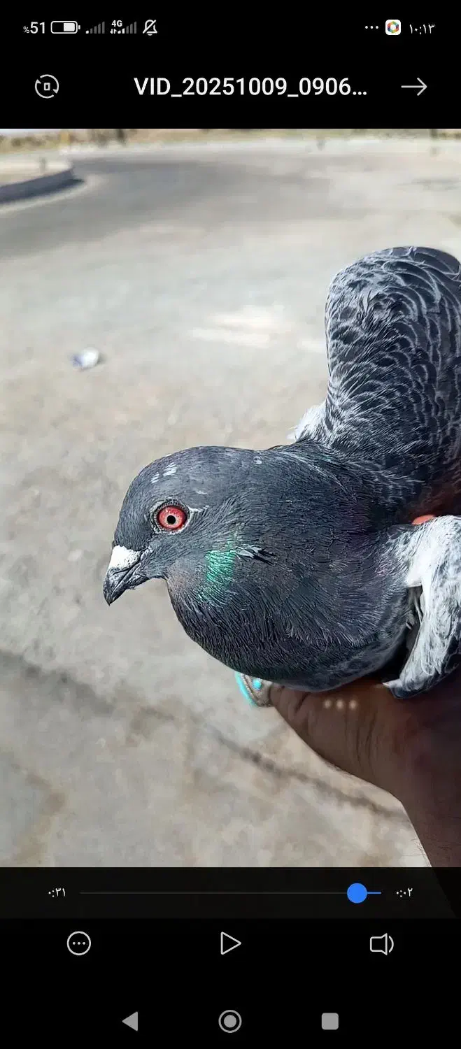 نر مگس پر خلط 888|پرنده|هامون, |دیوار