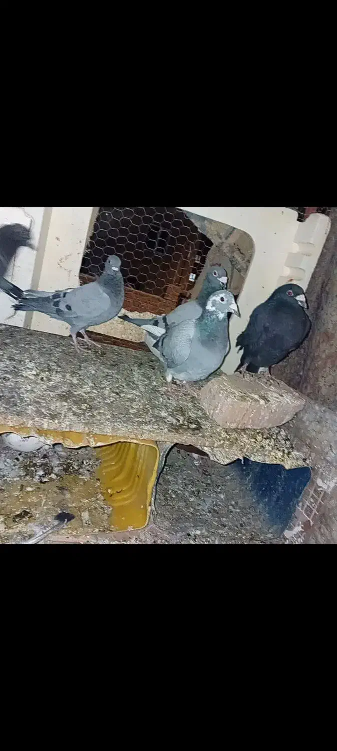 کبوتر خوب نهبندان|پرنده|نهبندان, |دیوار