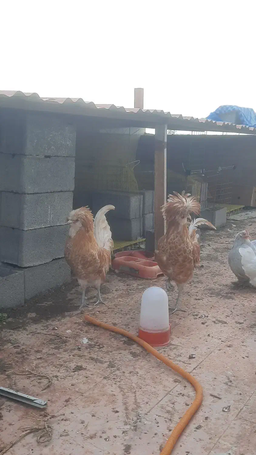 خروس پولند بوف اصیل|حیوانات مزرعه|نکا, |دیوار