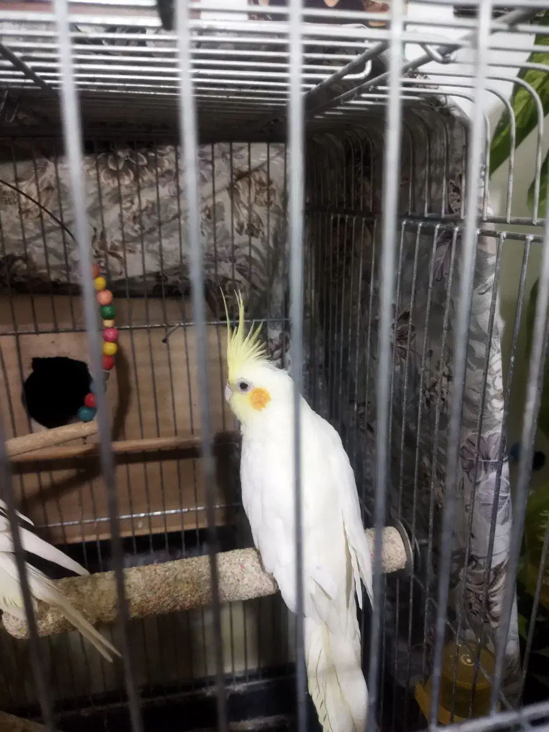 عروس هلندی فروشی. نر و ماده|پرنده|مینودشت, |دیوار