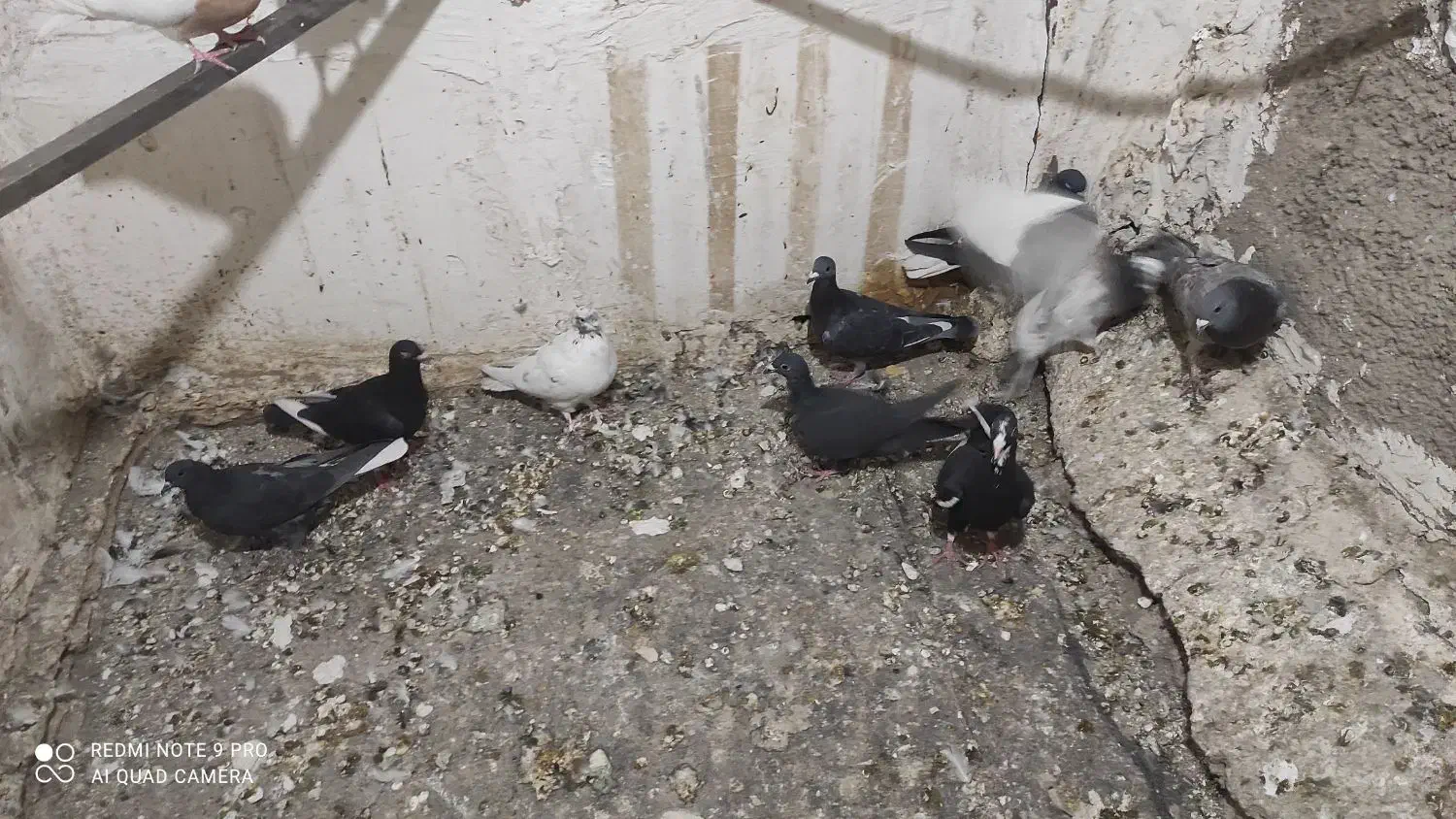 کفتر.تهرانی. شهرستانی.قرسوی|پرنده|فشاپویه, |دیوار