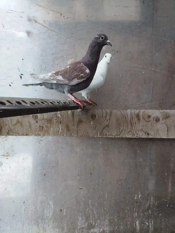 کفتر|پرنده|تربت جام, والفجر|دیوار