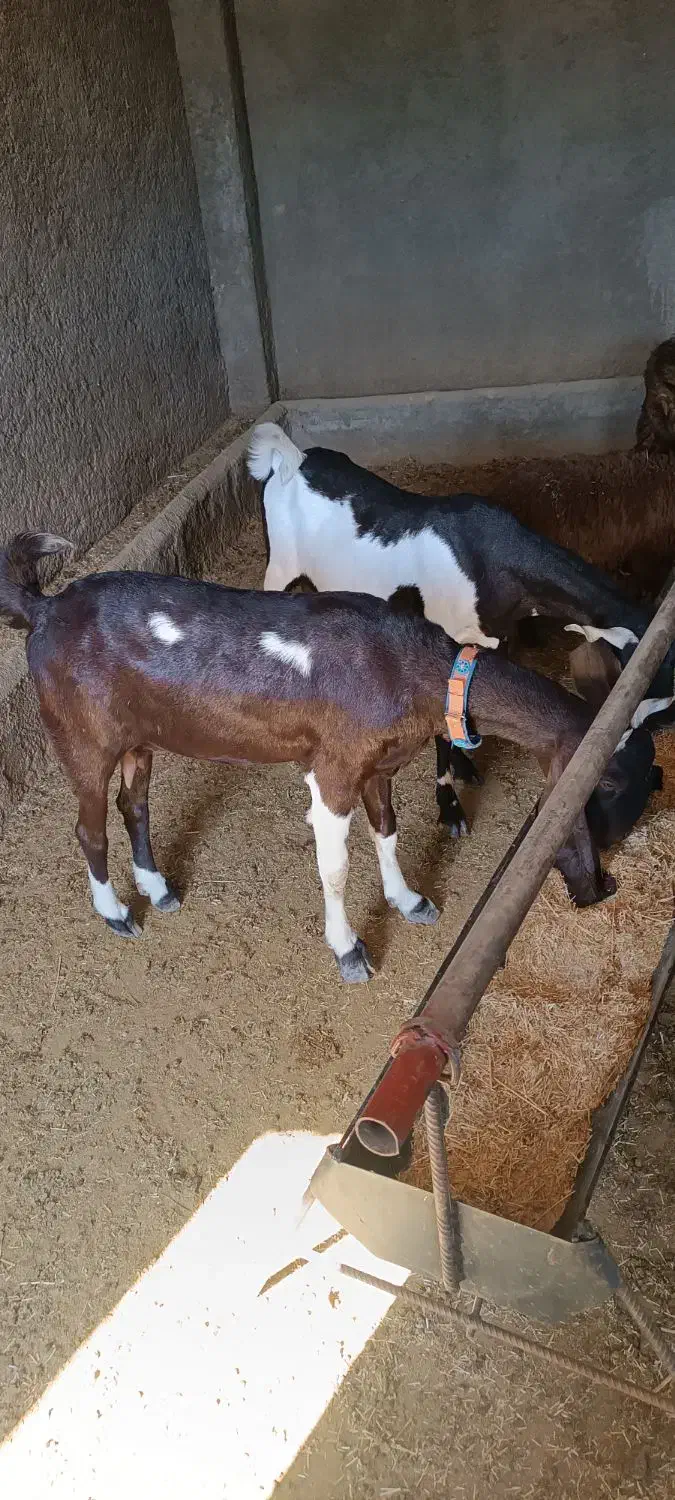 بز درجه یک یک دو عدد داشتی|حیوانات مزرعه|کوهدشت, |دیوار