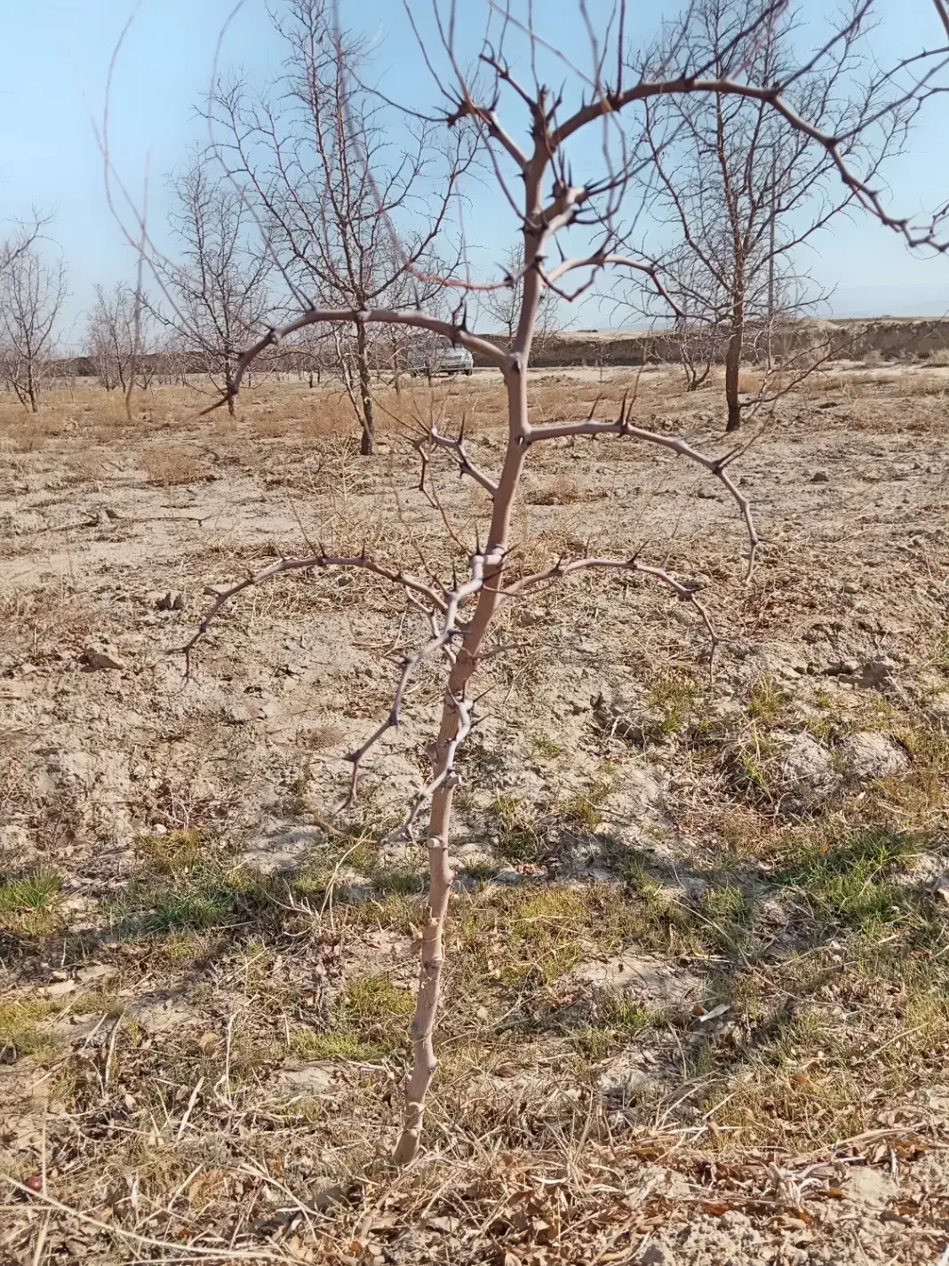 نهال عناب|عمدهفروشی|خوسف, |دیوار