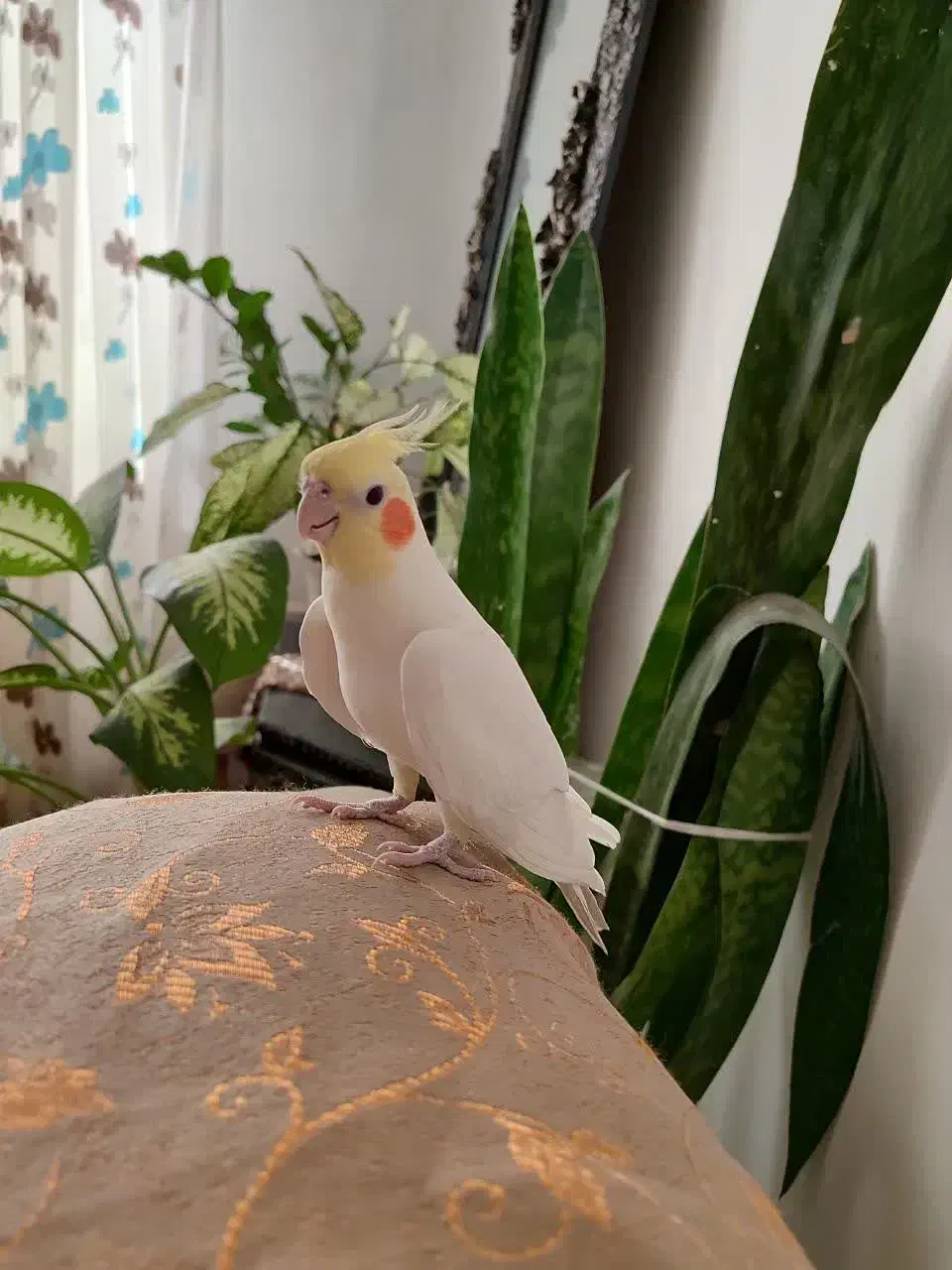 عروس هلندی نر و ماده تخم گذار|پرنده|همدان, |دیوار