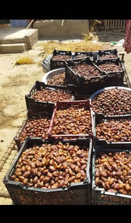 خرما تمر|خوردنی و آشامیدنی|اهواز, الهائی|دیوار