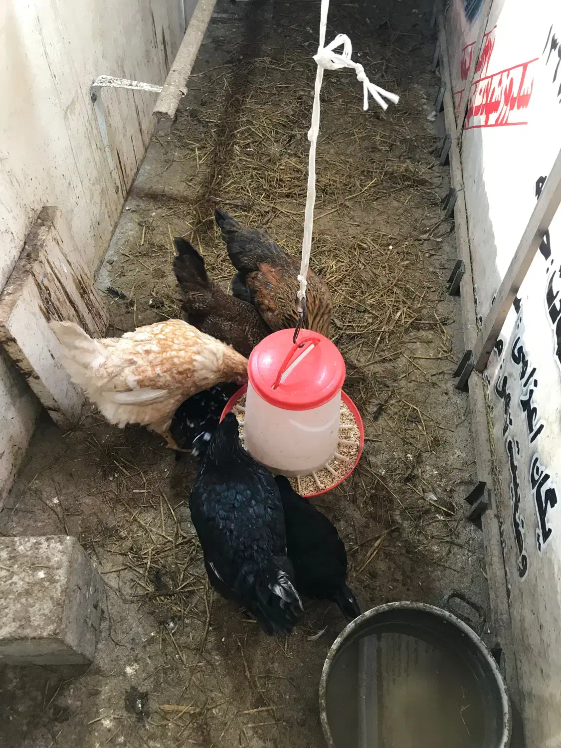 مرغ محلی و زینتی|حیوانات مزرعه|آستارا, |دیوار