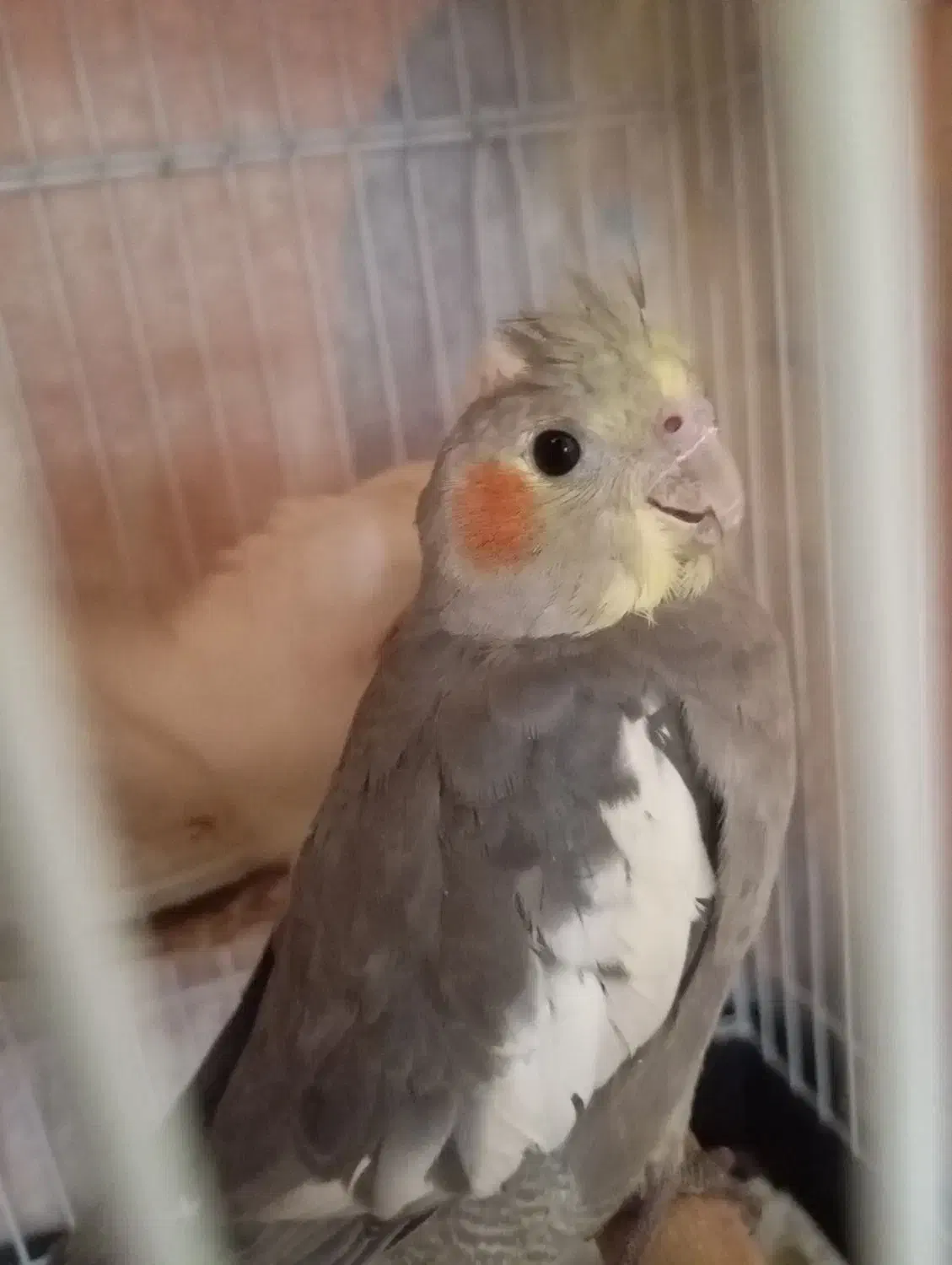 عروس هلندی نرو ماده|پرنده|چناران, |دیوار