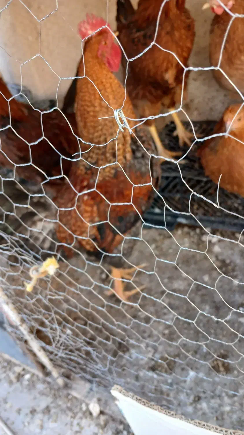 خروس|حیوانات مزرعه|اصفهان, ارداجی|دیوار