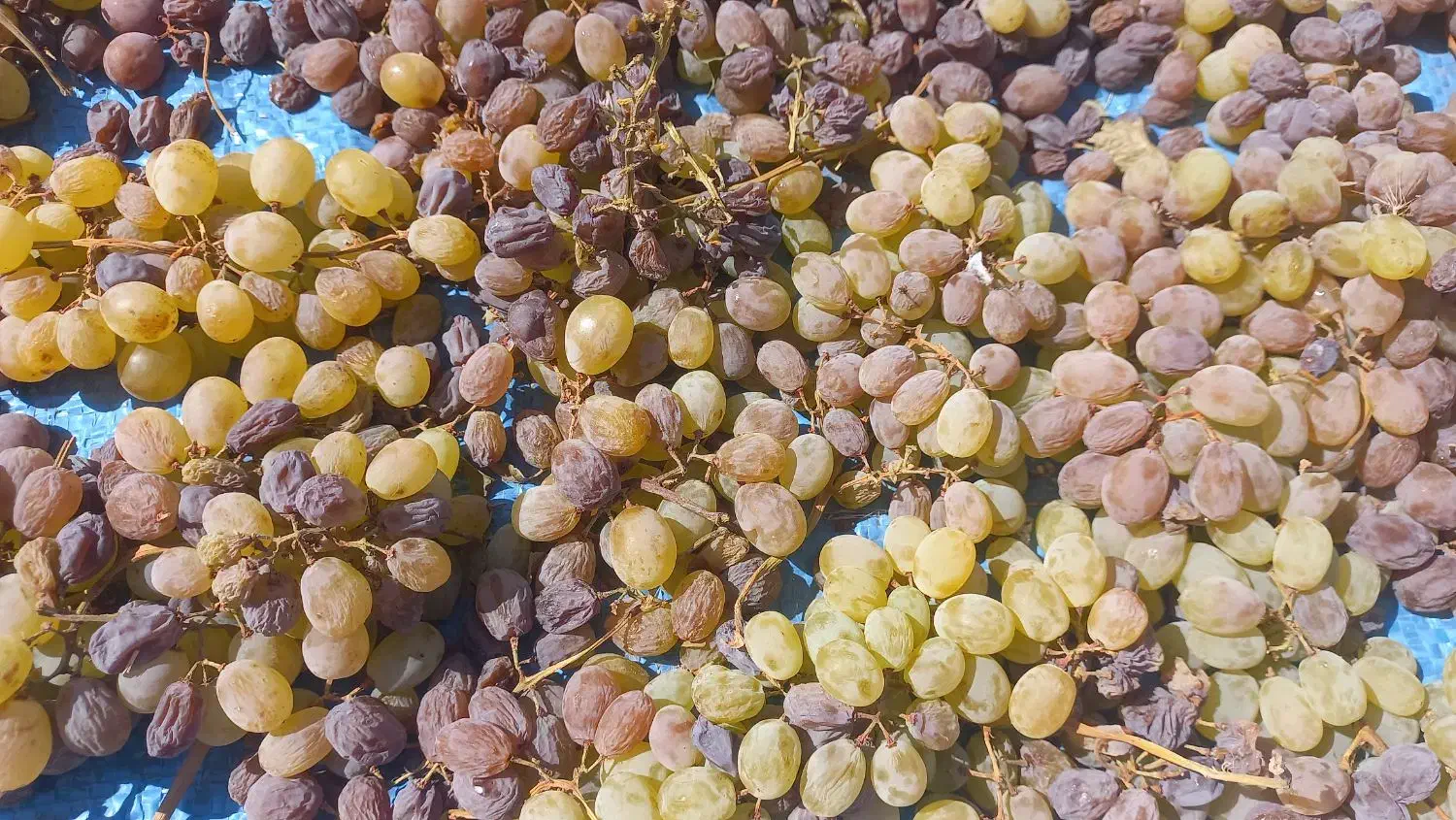 کشمش بوانات|خوردنی و آشامیدنی|شیراز, محراب|دیوار