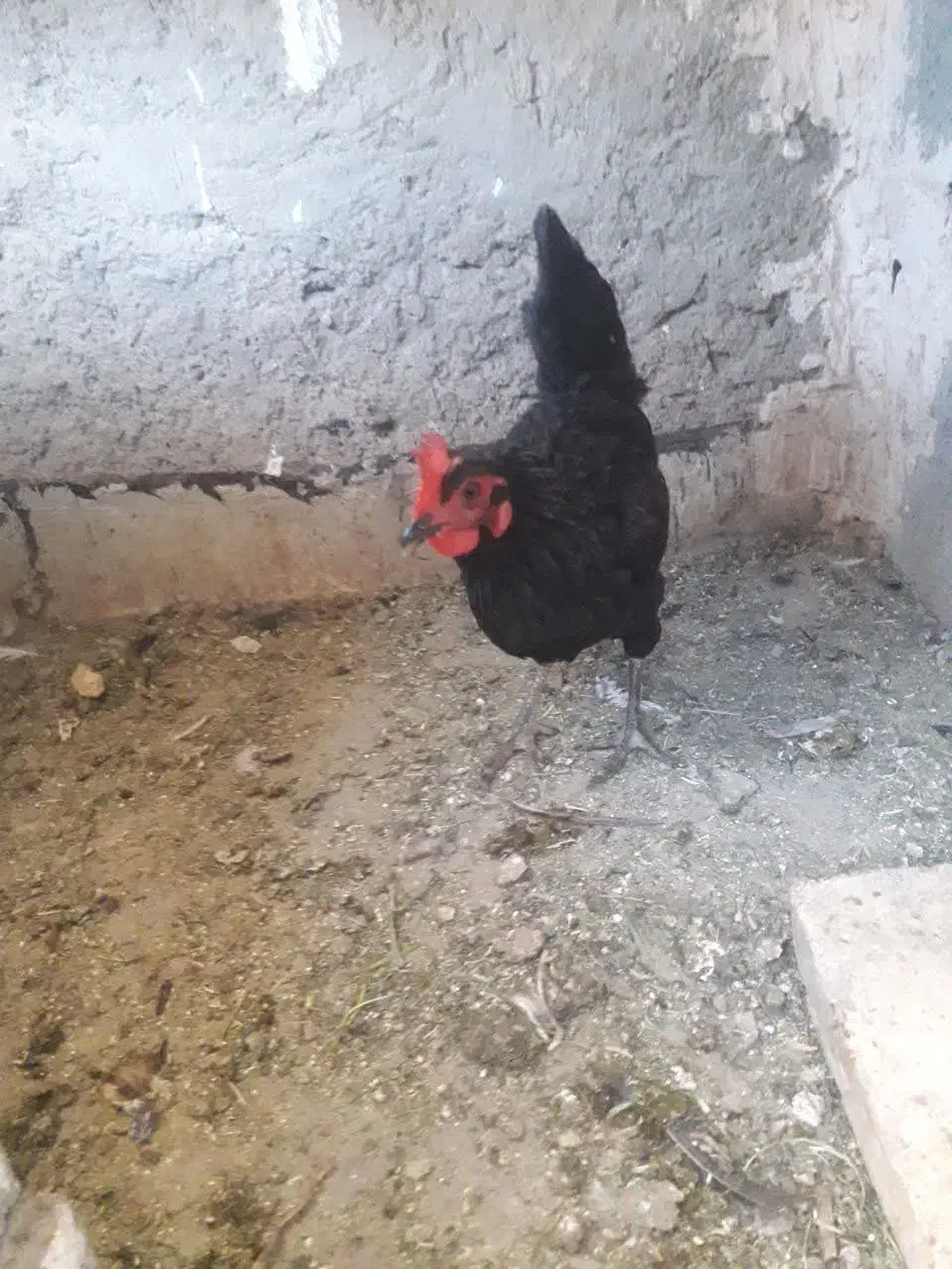 مرغ بومی تخم گذار|حیوانات مزرعه|خمینی‌شهر, |دیوار