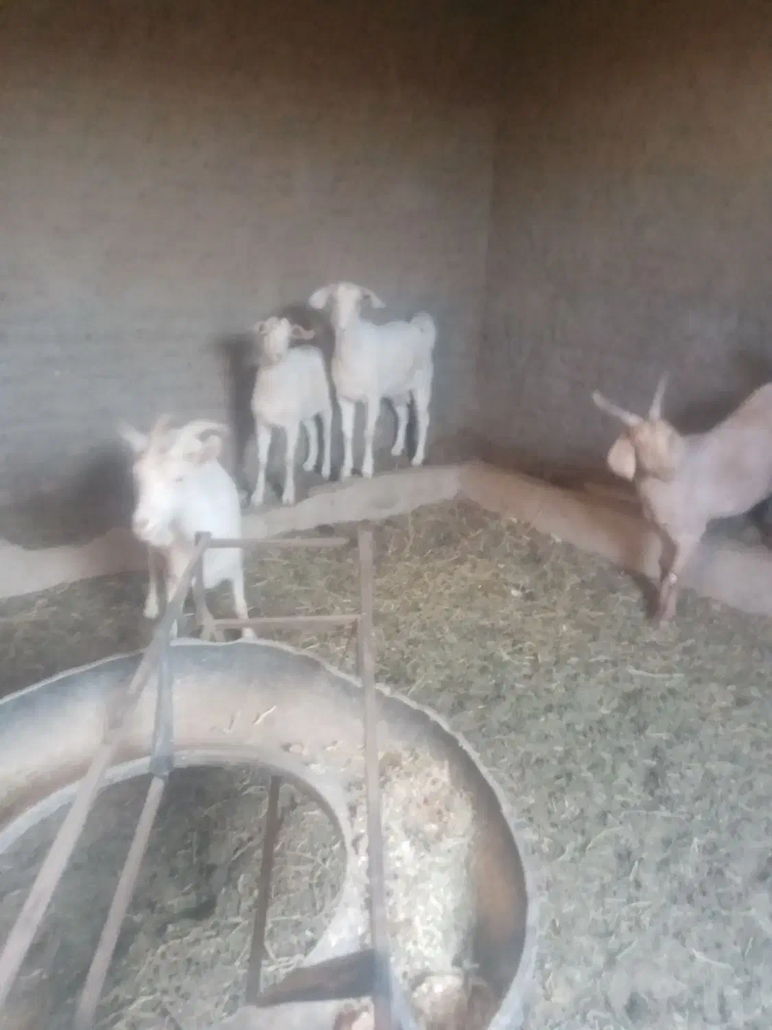 گوسفند|حیوانات مزرعه|بیرجند, |دیوار