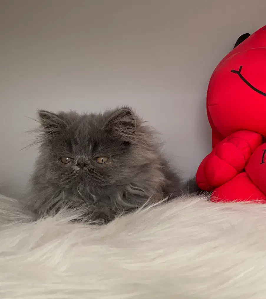 گربه ی پرشین بلو سوپر فلت دختر ۲/۵ ماهه|گربه|تبریز, |دیوار