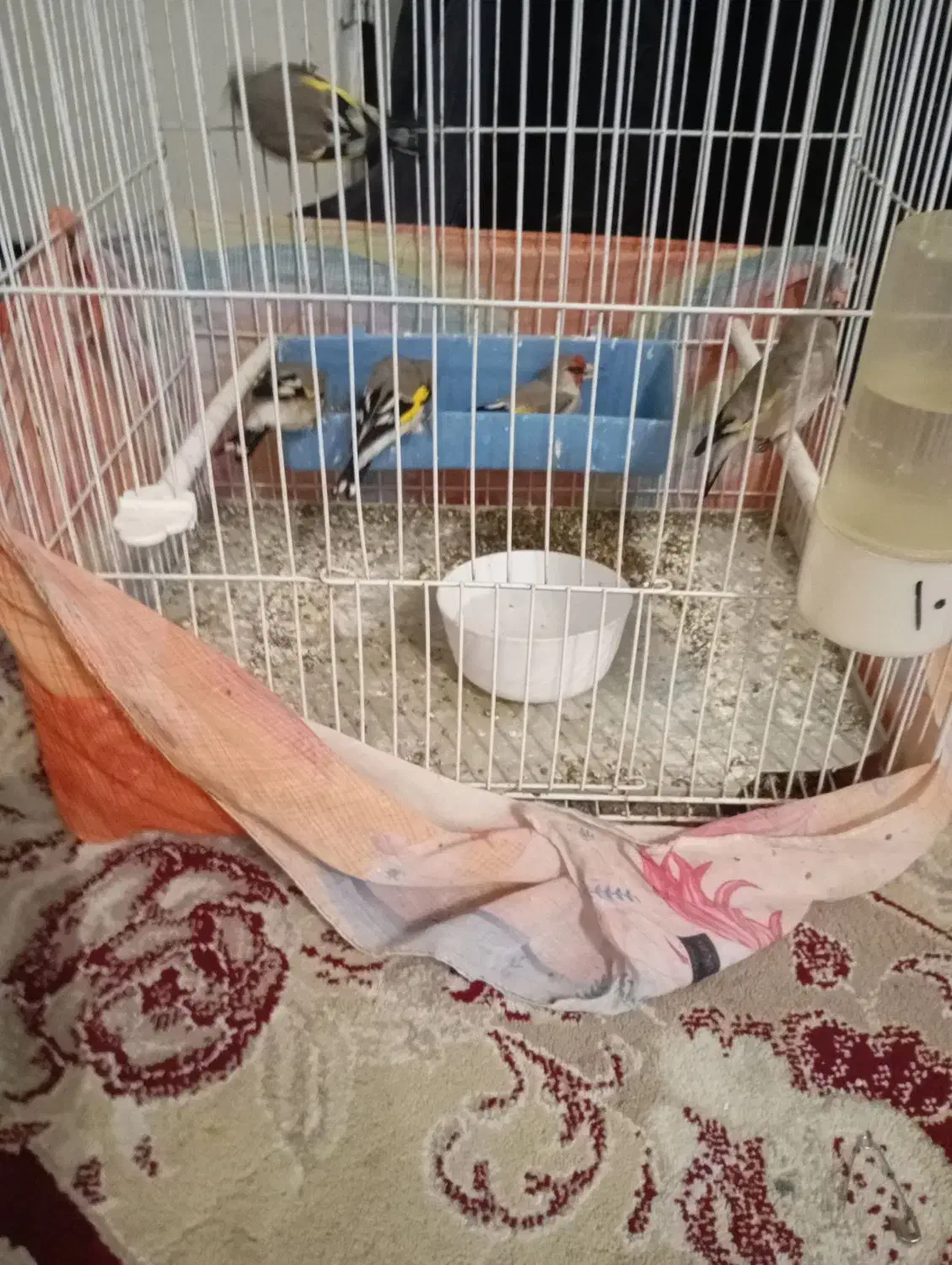 سهره نر|پرنده|بیرجند, |دیوار