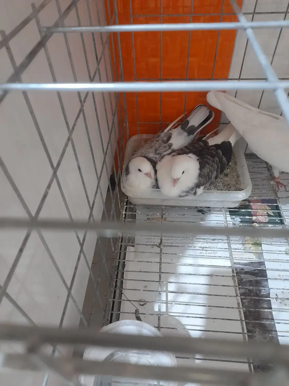 کبوتر پرشی|پرنده|تهران, دکتر هوشیار|دیوار