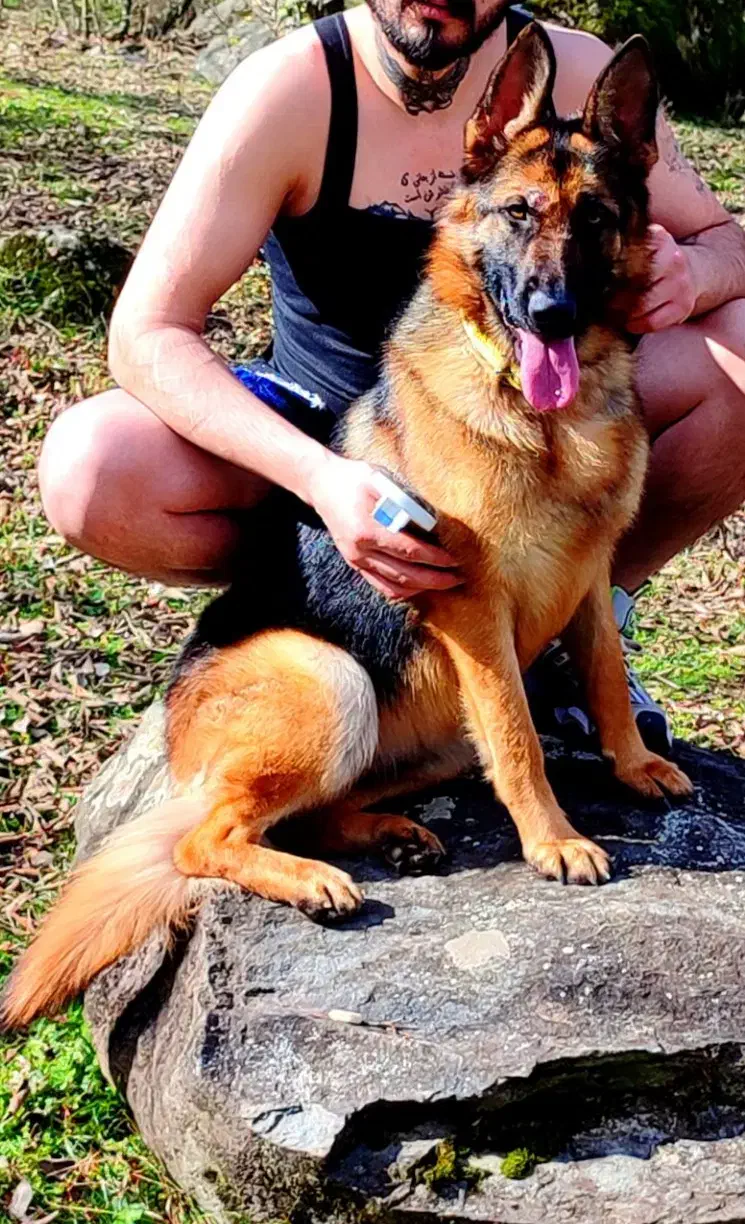 گرگی|سگ|کردکوی, |دیوار