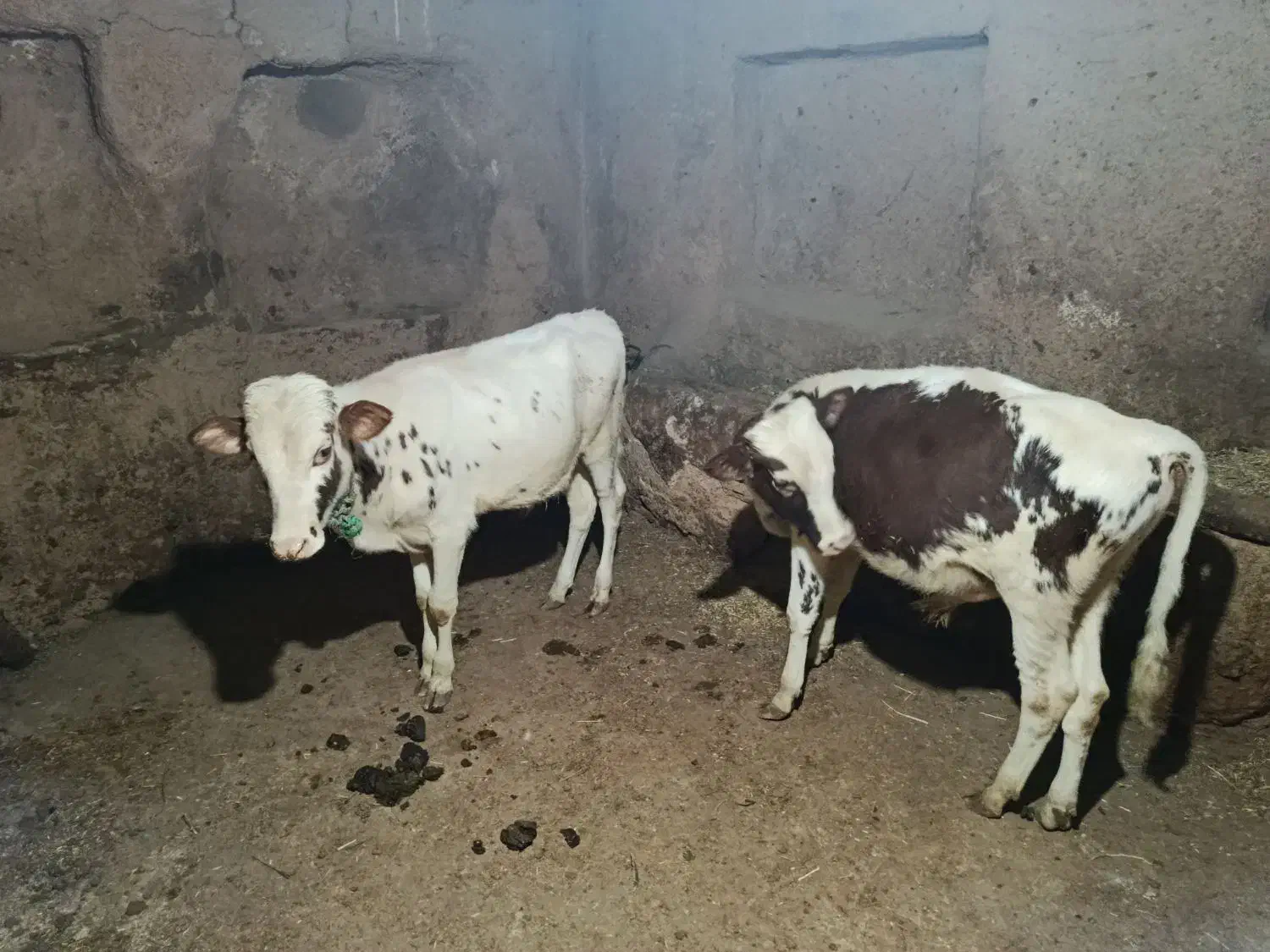 گوساله نر سیمینتال|حیوانات مزرعه|کلاترزان, |دیوار