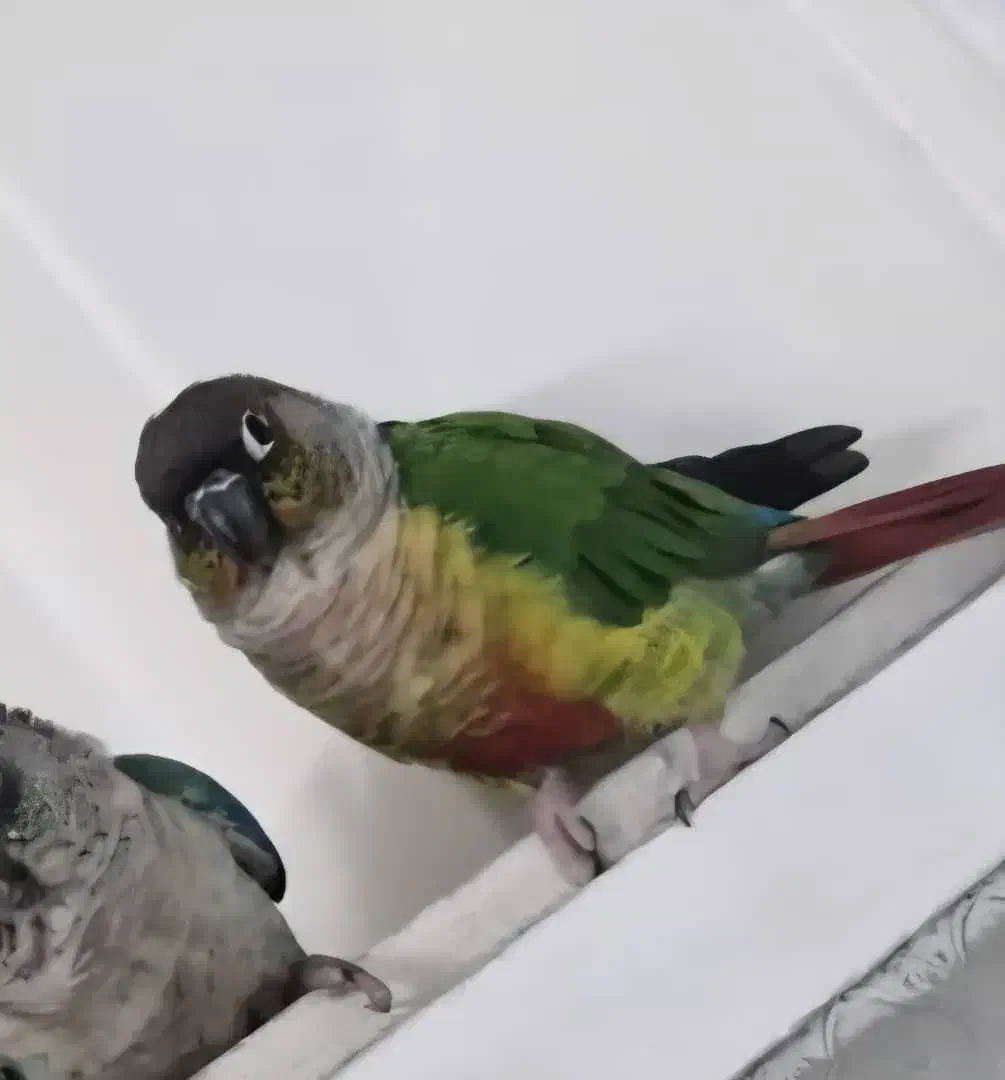 گرینچیک|پرنده|تهران, خزانه|دیوار