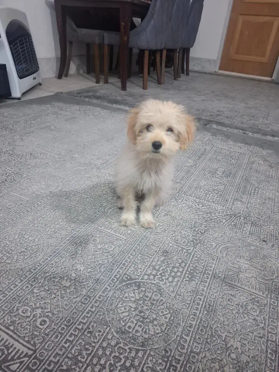 سگ خانگی|سگ|قم, قلعه عموحسین|دیوار