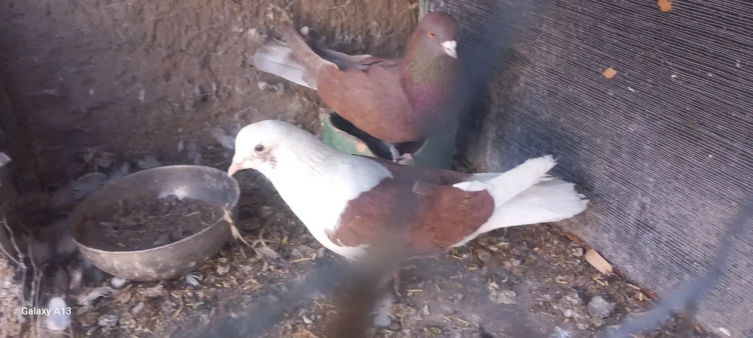 فروش حیون|پرنده|سیرجان, |دیوار