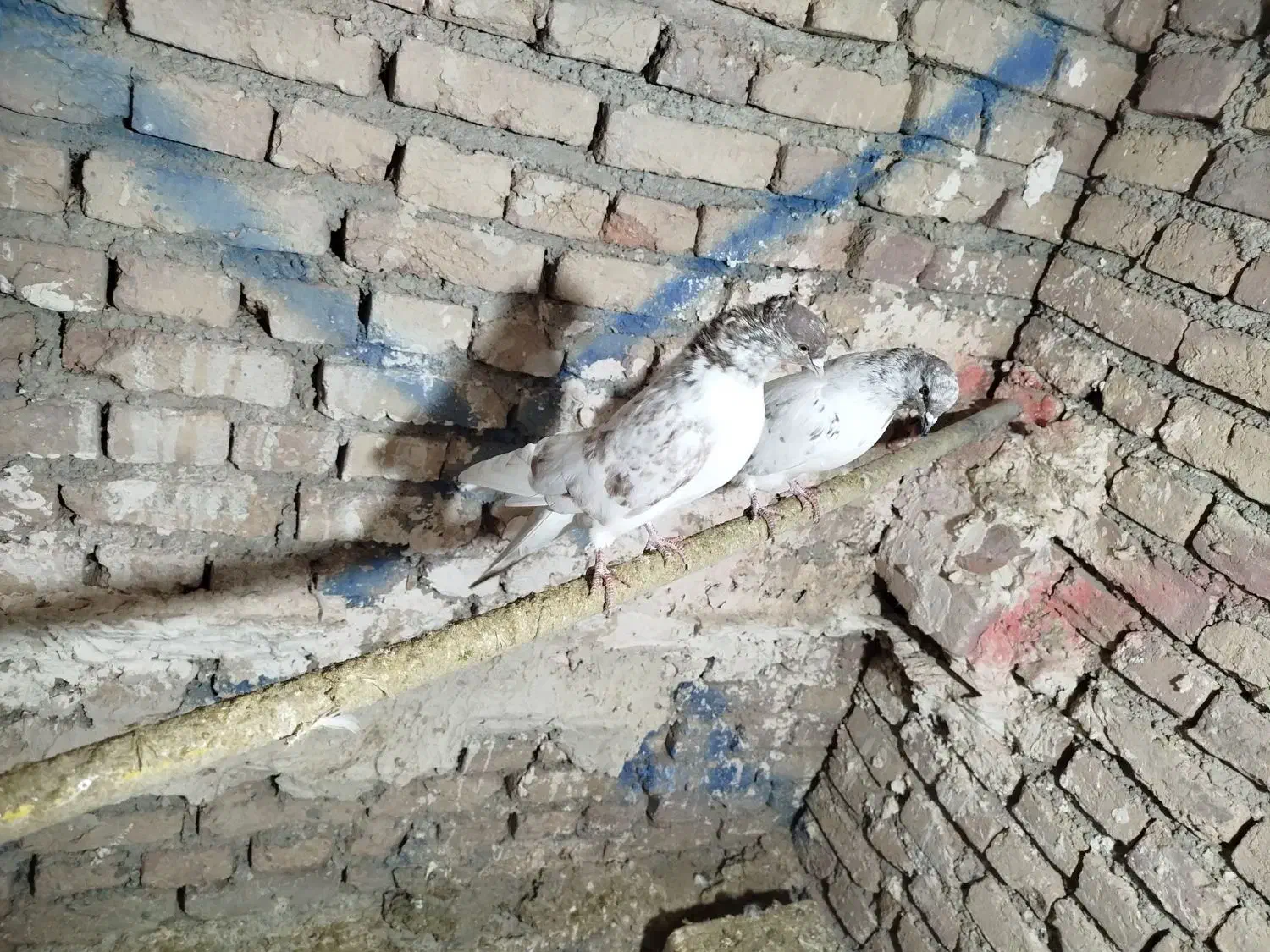 یک جفت کفتر گرگی پرشی|پرنده|صوفیان, |دیوار