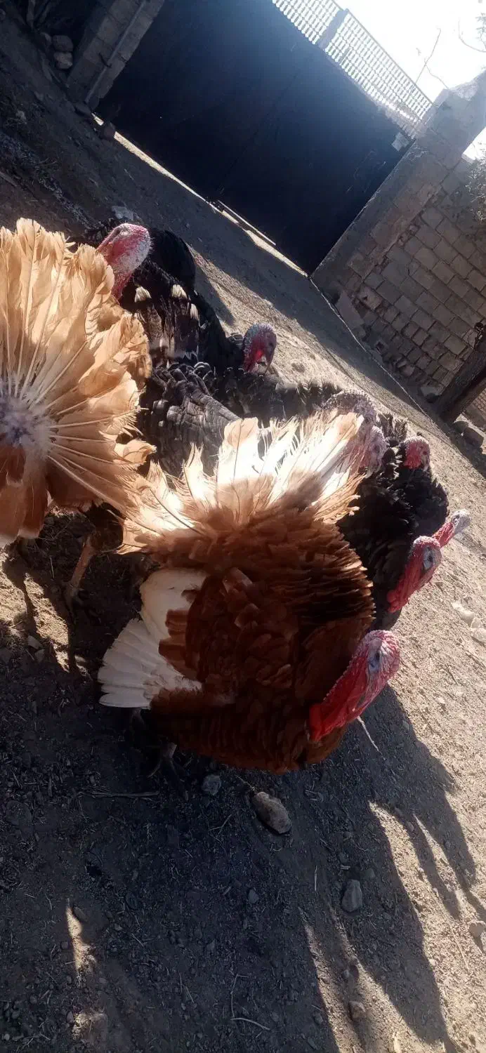 بوقلمون های نر طبیعی|حیوانات مزرعه|قره ضیاالدین, |دیوار