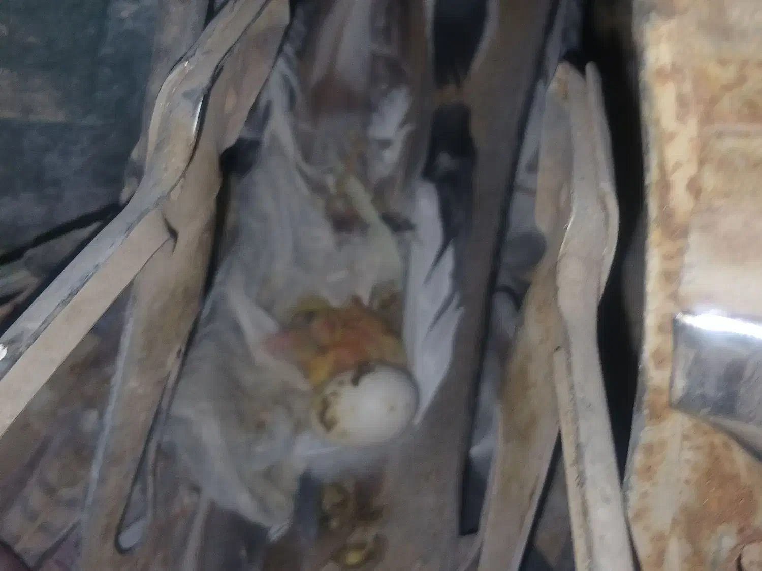 دوتا کبوتر نر گم شده|حیوانات|حمیدیا, |دیوار