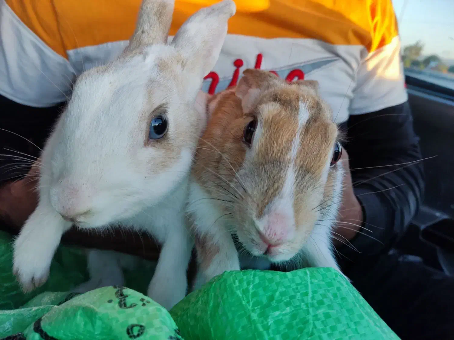 خرگوش نر و ماده|موش و خرگوش|تربتحیدریه, فتح المبین|دیوار