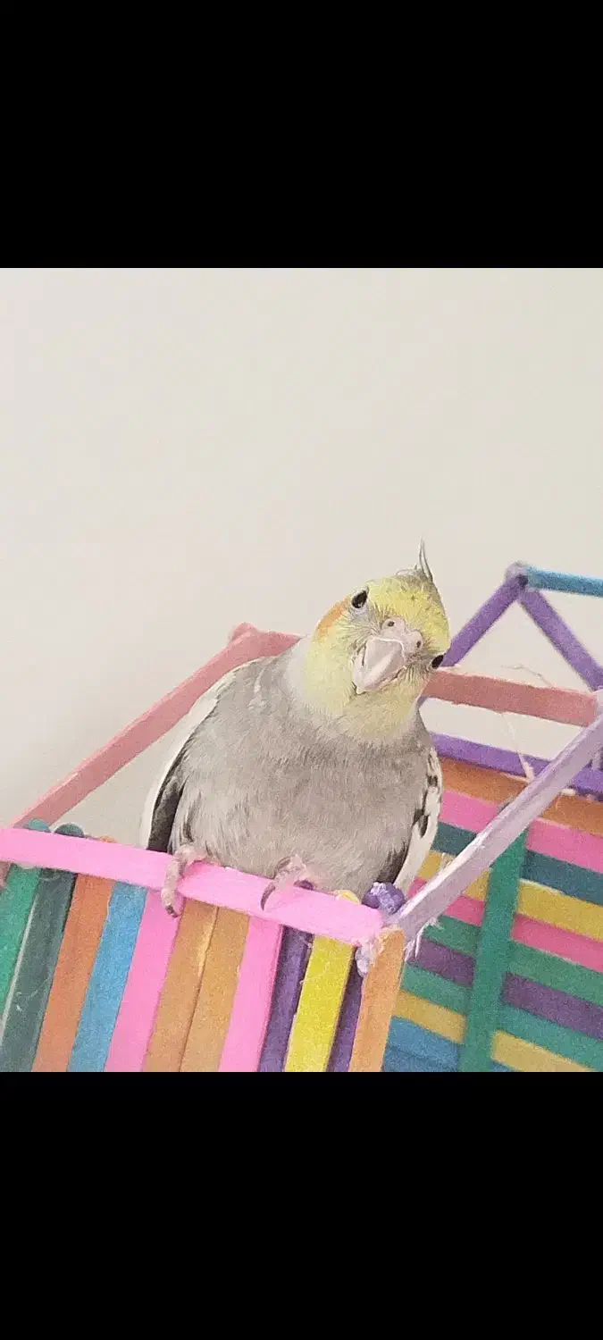 گم شده|حیوانات|تربت جام, جامرود|دیوار