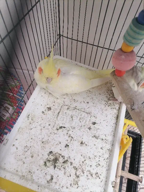 طوطی گم شده|حیوانات|بهبهان, |دیوار