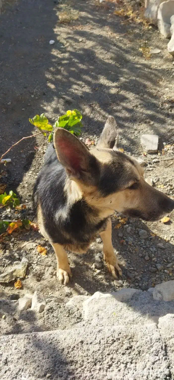 ژرمن باهوش|سگ|سبزوار, توحیدشهر|دیوار